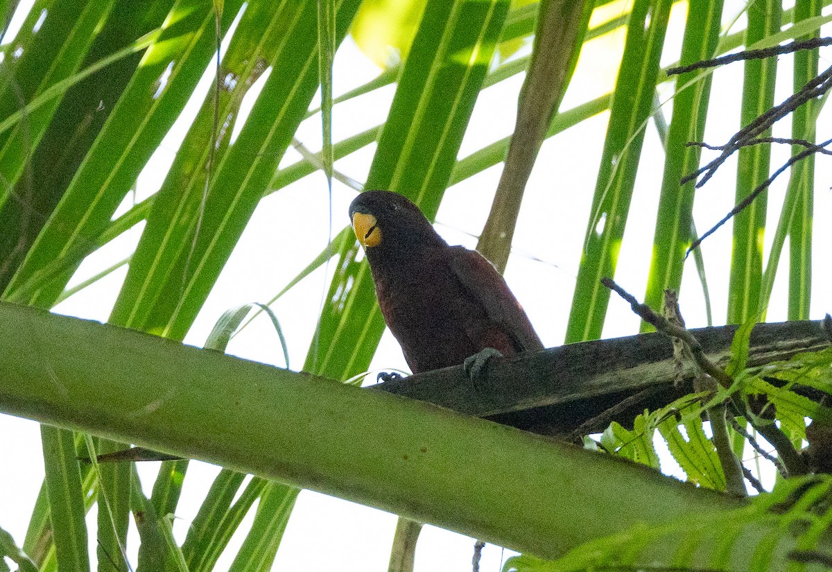 Pohnpei Loriketi - ML611260808