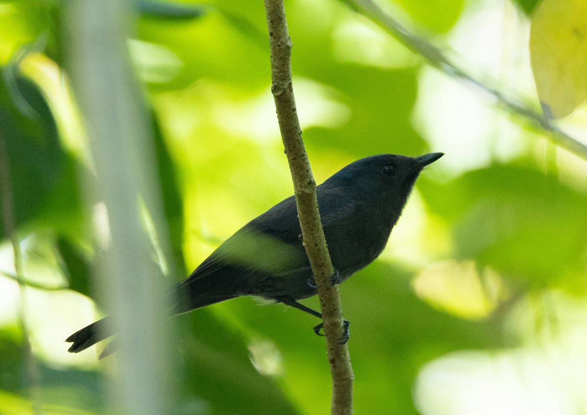 Pohnpei Flycatcher - ML611260814