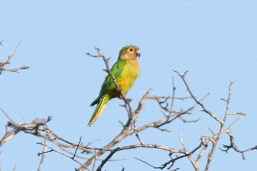 Brown-throated Parakeet - Dave Curtis