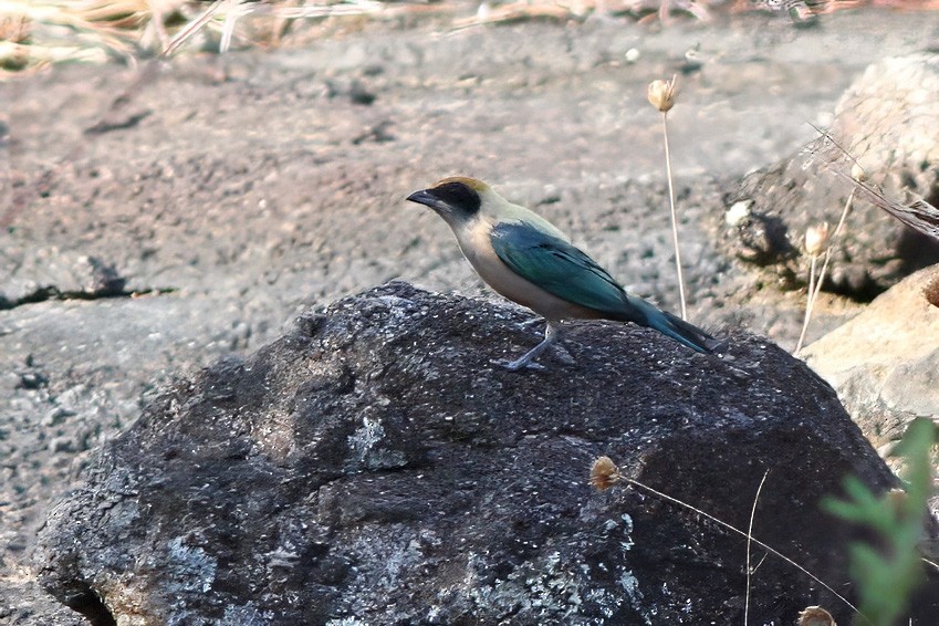 Burnished-buff Tanager - Dave Curtis