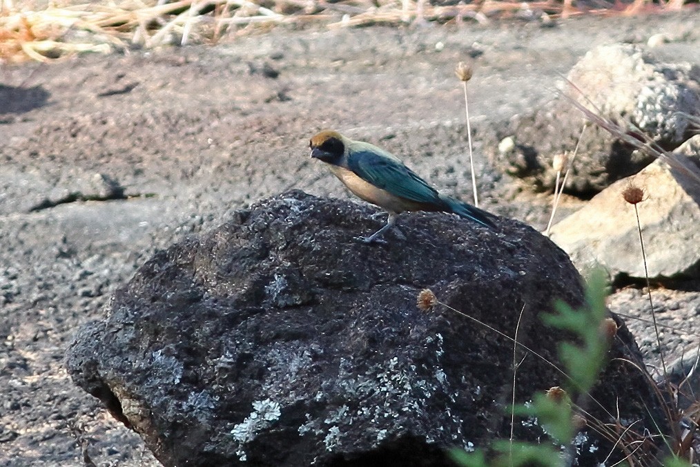 Burnished-buff Tanager - Dave Curtis