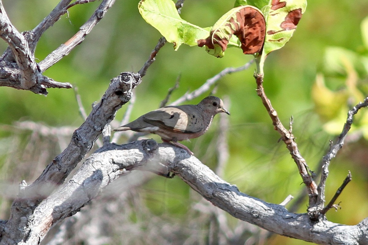 Common Ground Dove - Dave Curtis