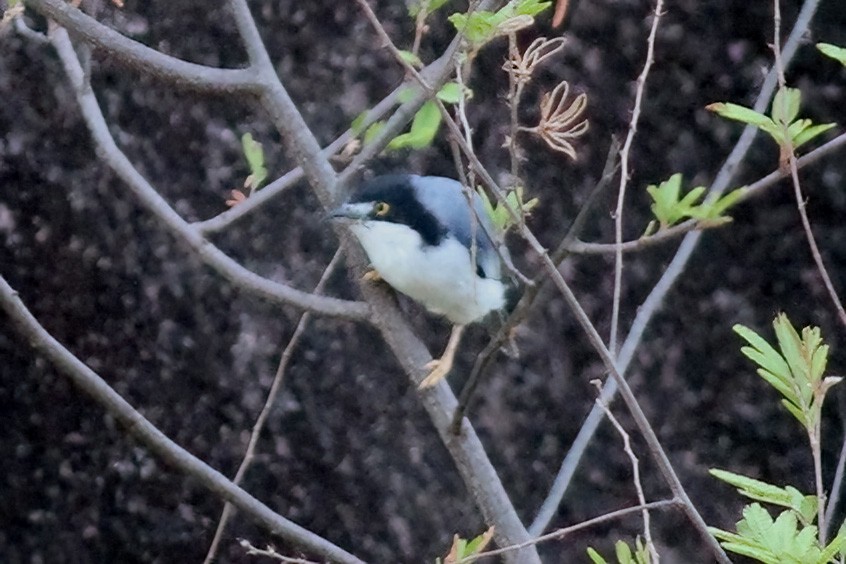 Hooded Tanager - Dave Curtis