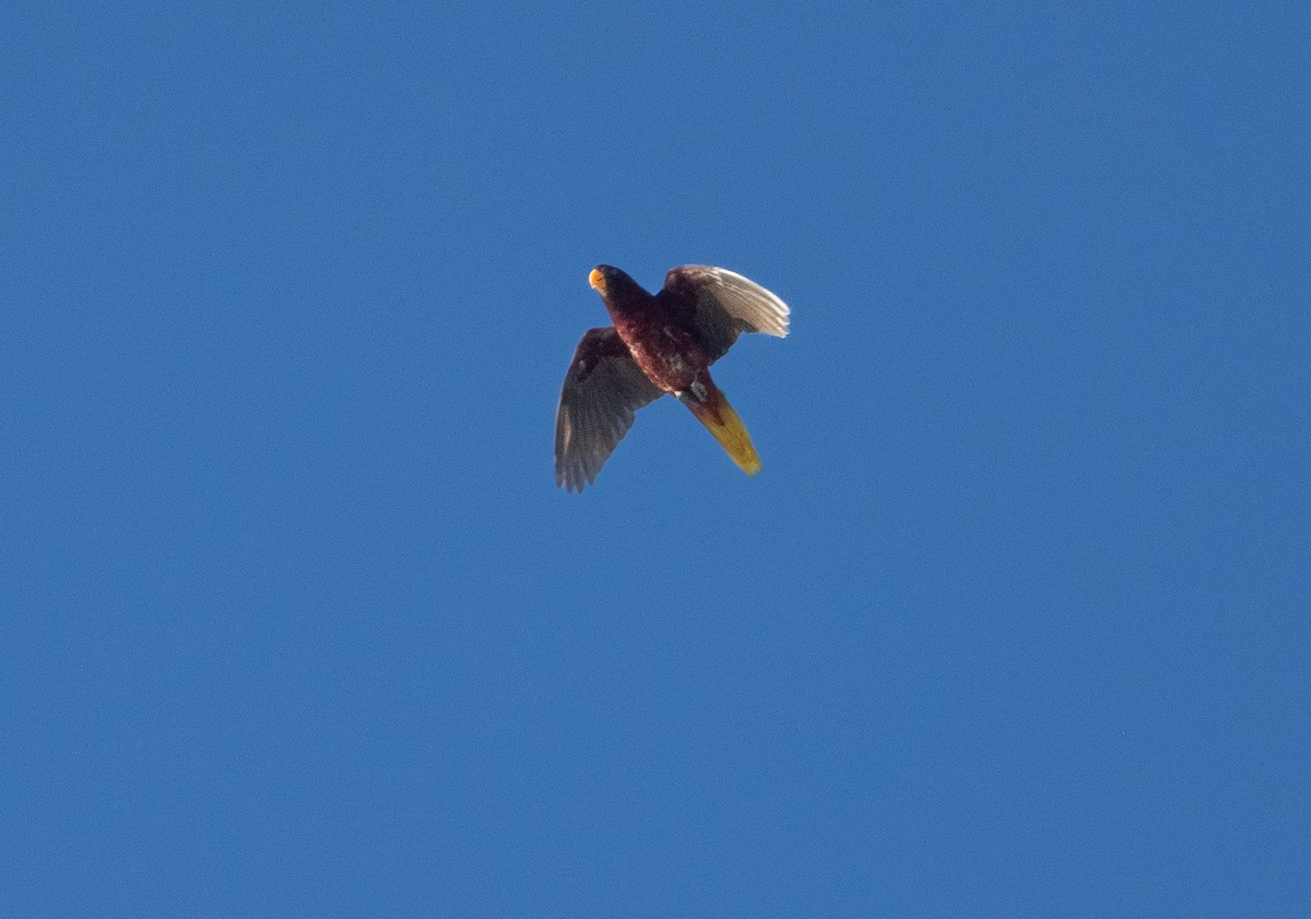 Pohnpei Lorikeet - ML611260866