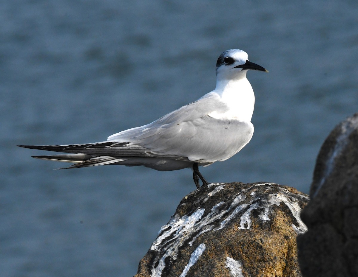 Sandwich Tern - mathew thekkethala