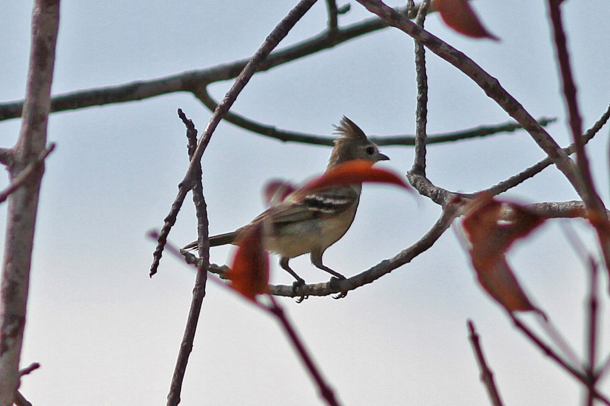 Plain-crested Elaenia - ML611260875