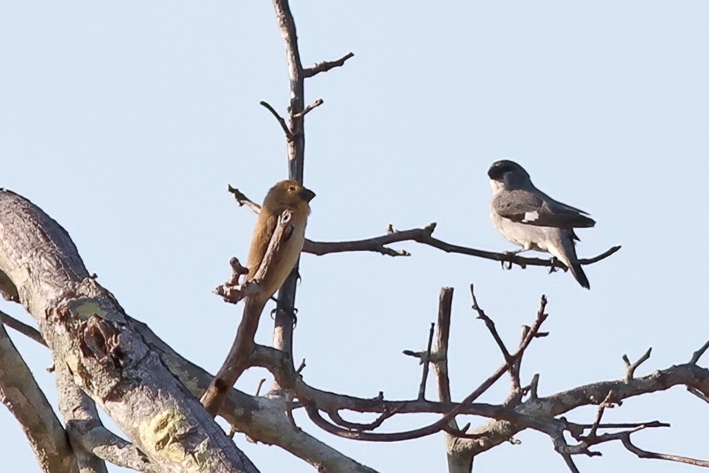 Plumbeous Seedeater - ML611260877