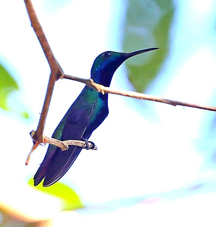 kolibřík tropický - ML611260897