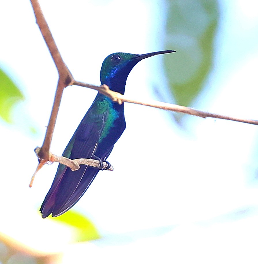 kolibřík tropický - ML611260898
