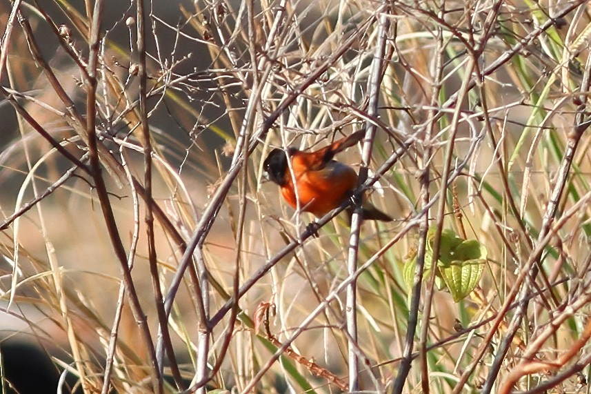 Red Siskin - Dave Curtis