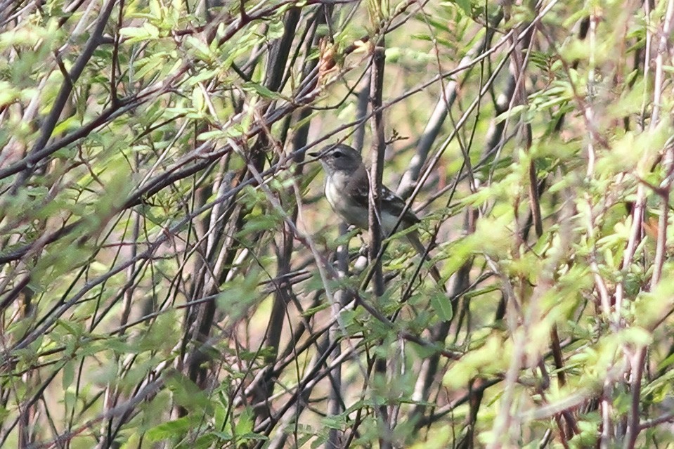 Lesser Elaenia - Dave Curtis