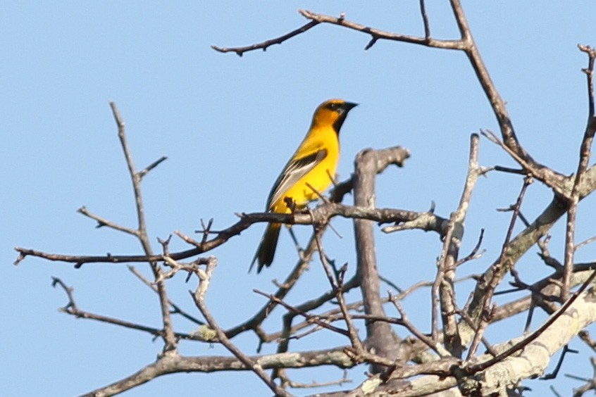 Yellow Oriole - ML611260913