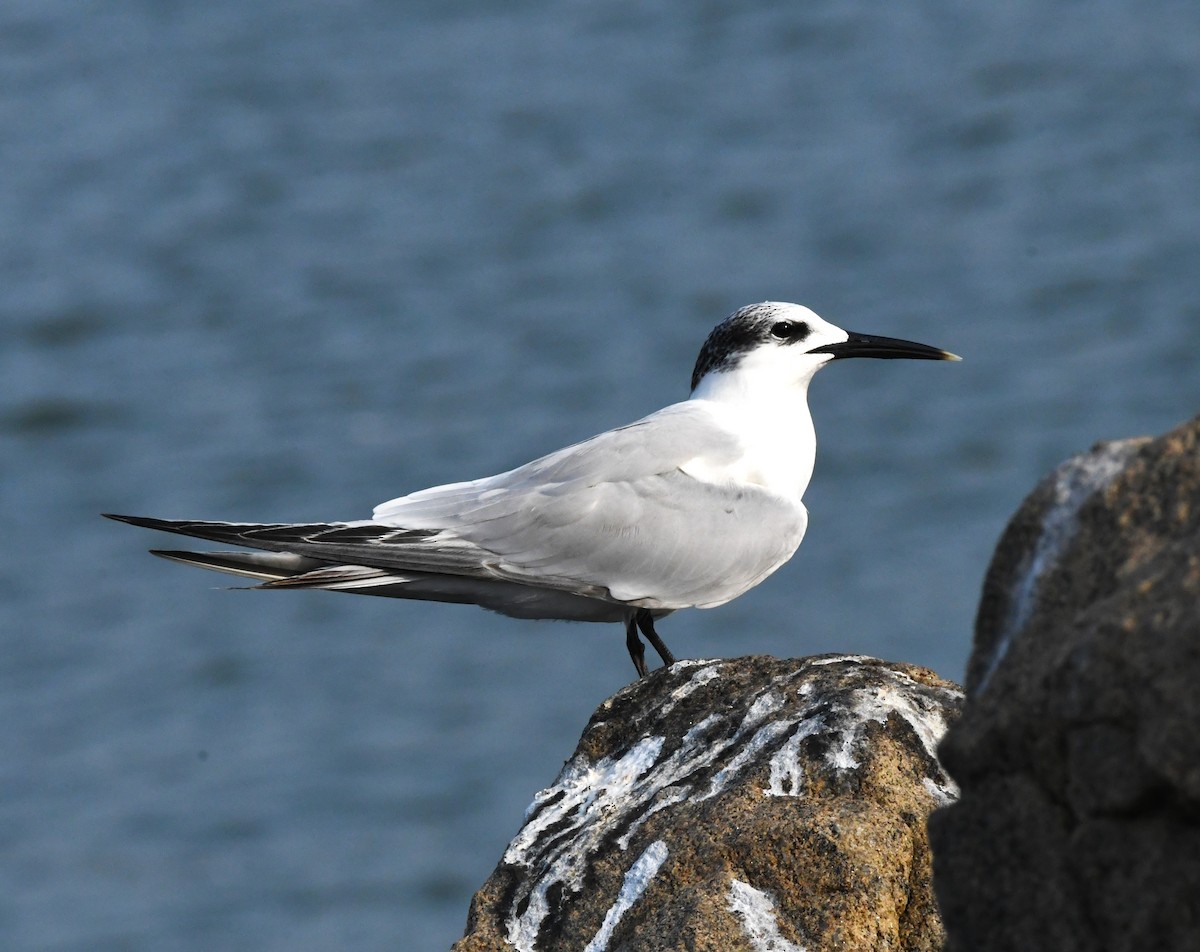 Sandwich Tern - ML611260925