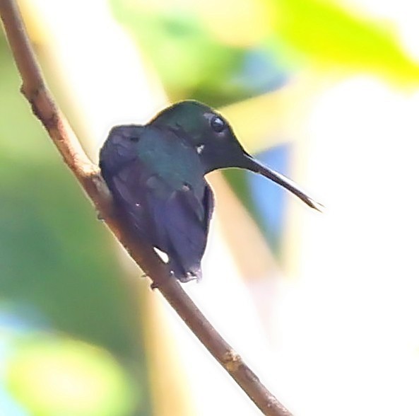 Black-throated Mango - ML611260967