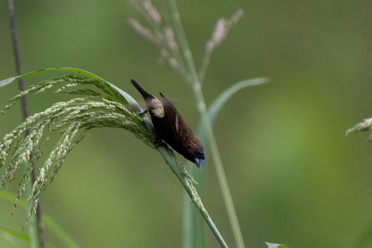 Streak-headed Munia - ML611261080