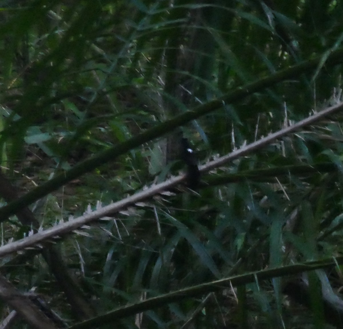 Fringe-backed Fire-eye - Derek Heins