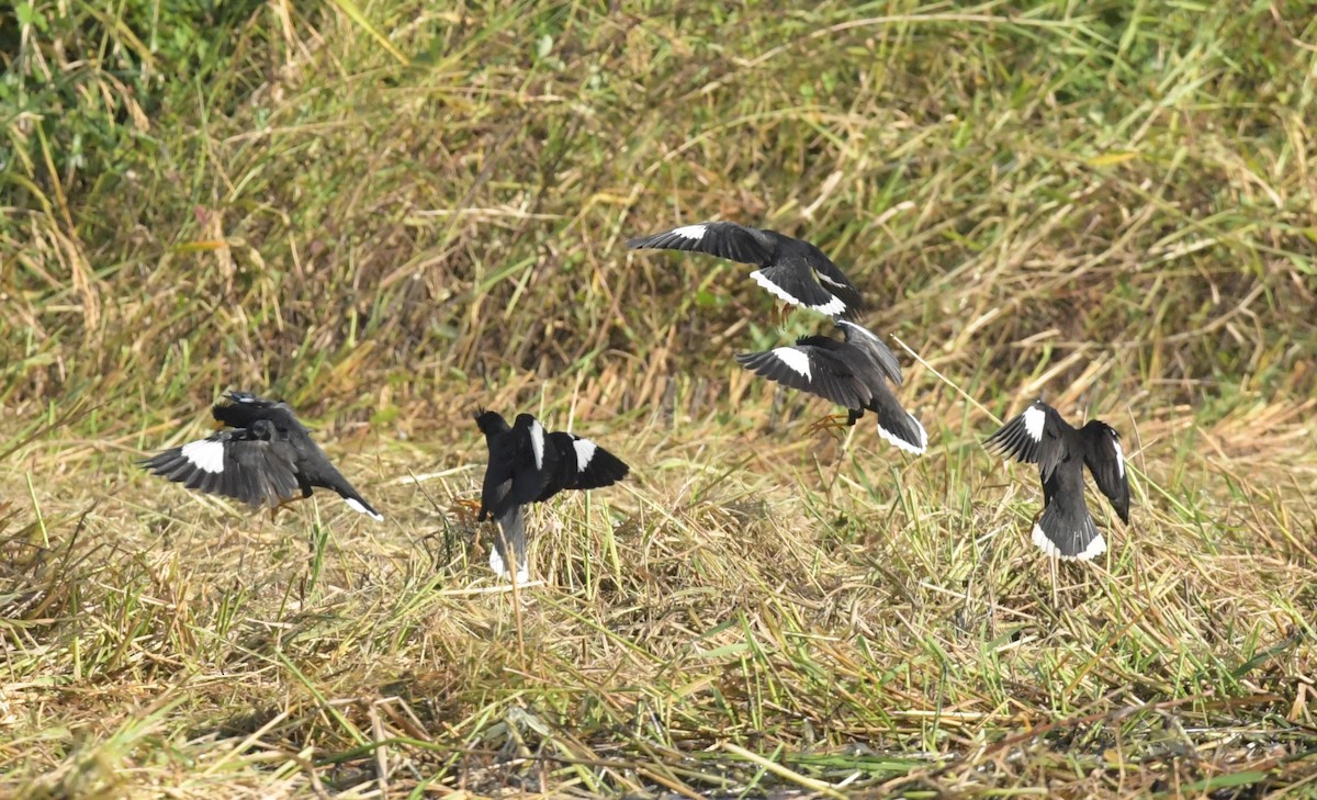 Great Myna - Peter Allen