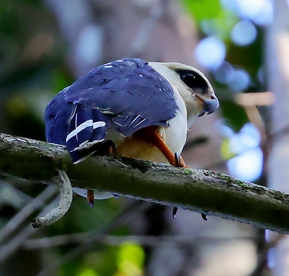 Black-faced Hawk - ML611261305