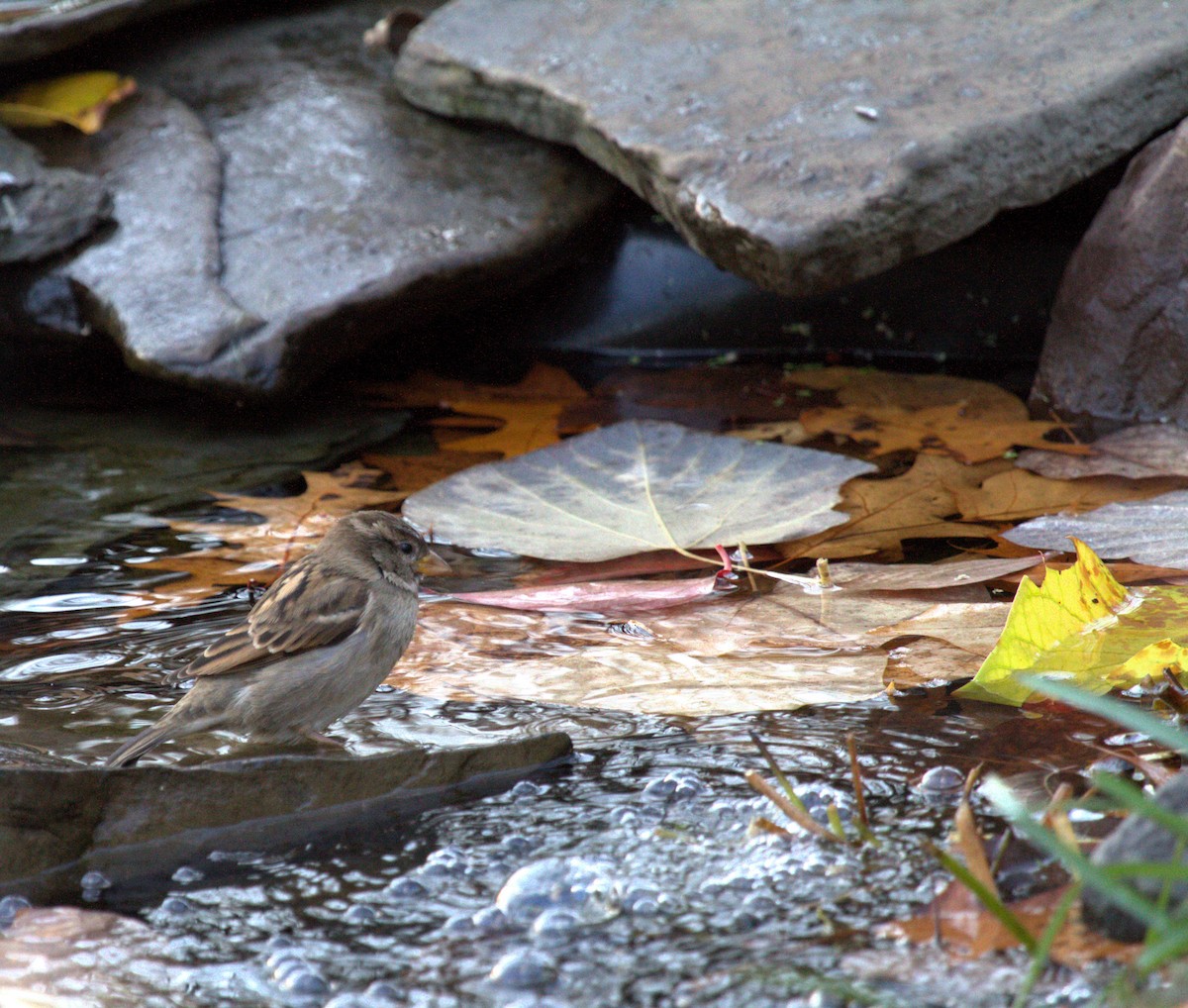 House Sparrow - ML611261372