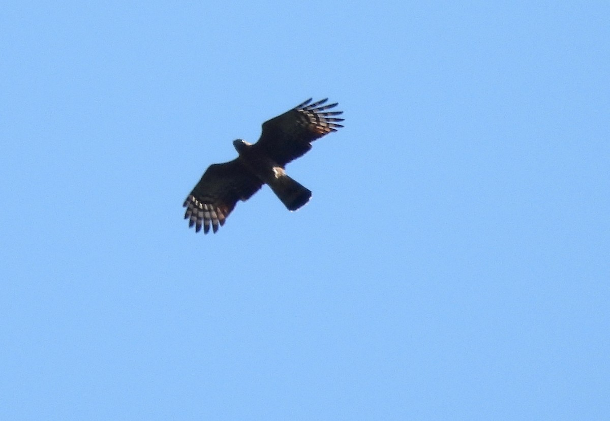 Hook-billed Kite - ML611261380