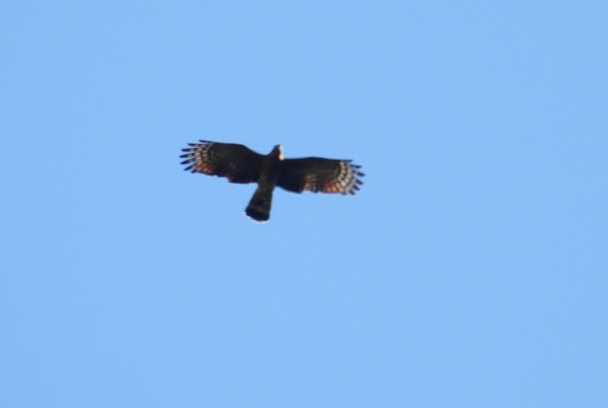 Hook-billed Kite - ML611261382