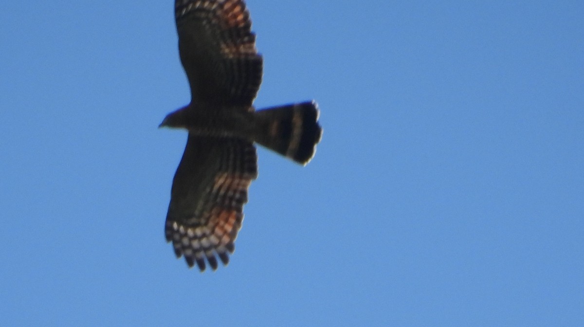 Hook-billed Kite - ML611261383