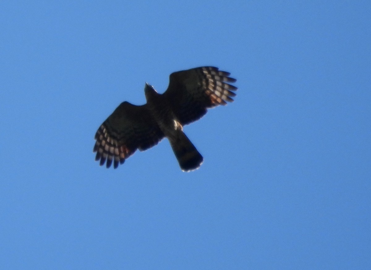 Hook-billed Kite - ML611261384