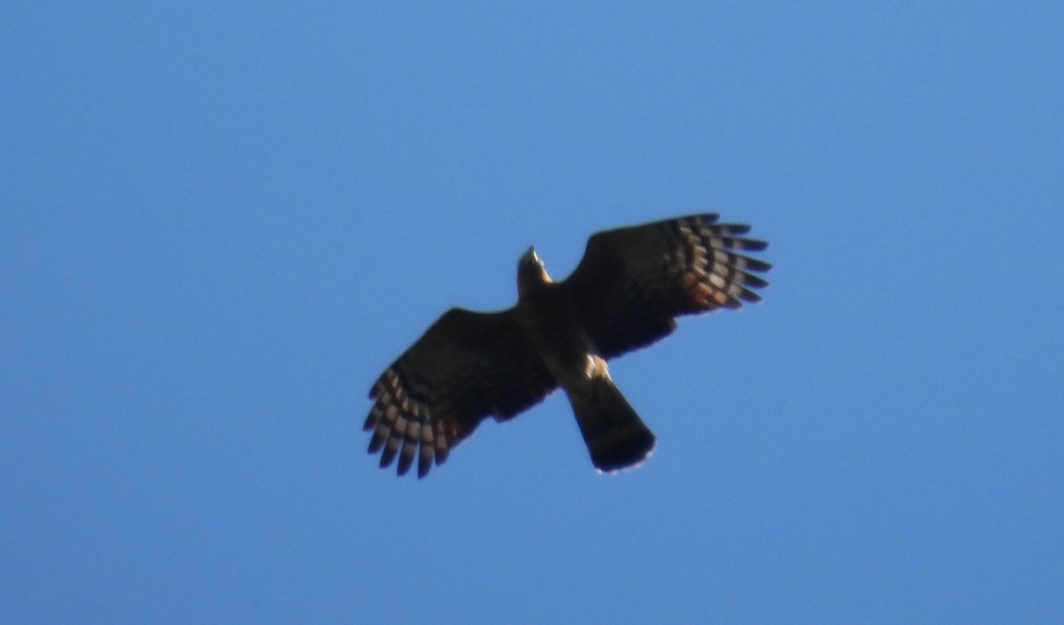 Hook-billed Kite - ML611261386