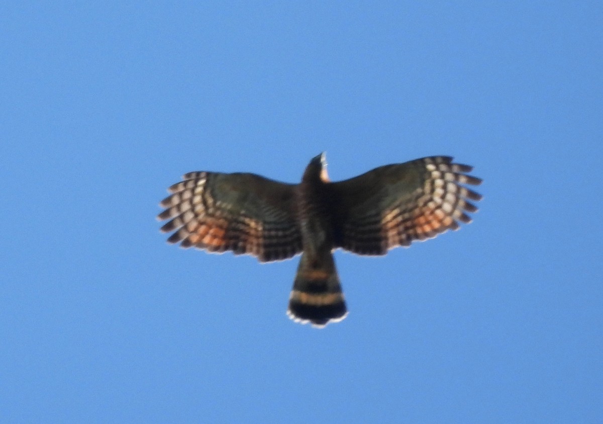 Hook-billed Kite - ML611261387