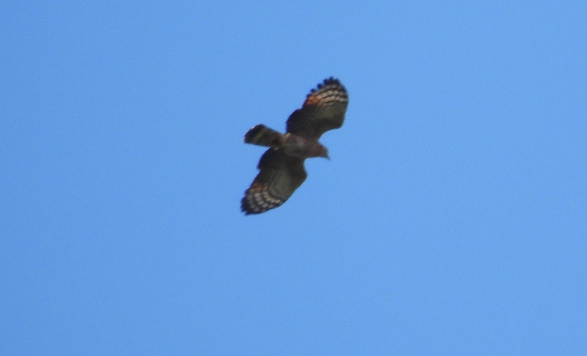 Hook-billed Kite - ML611261388