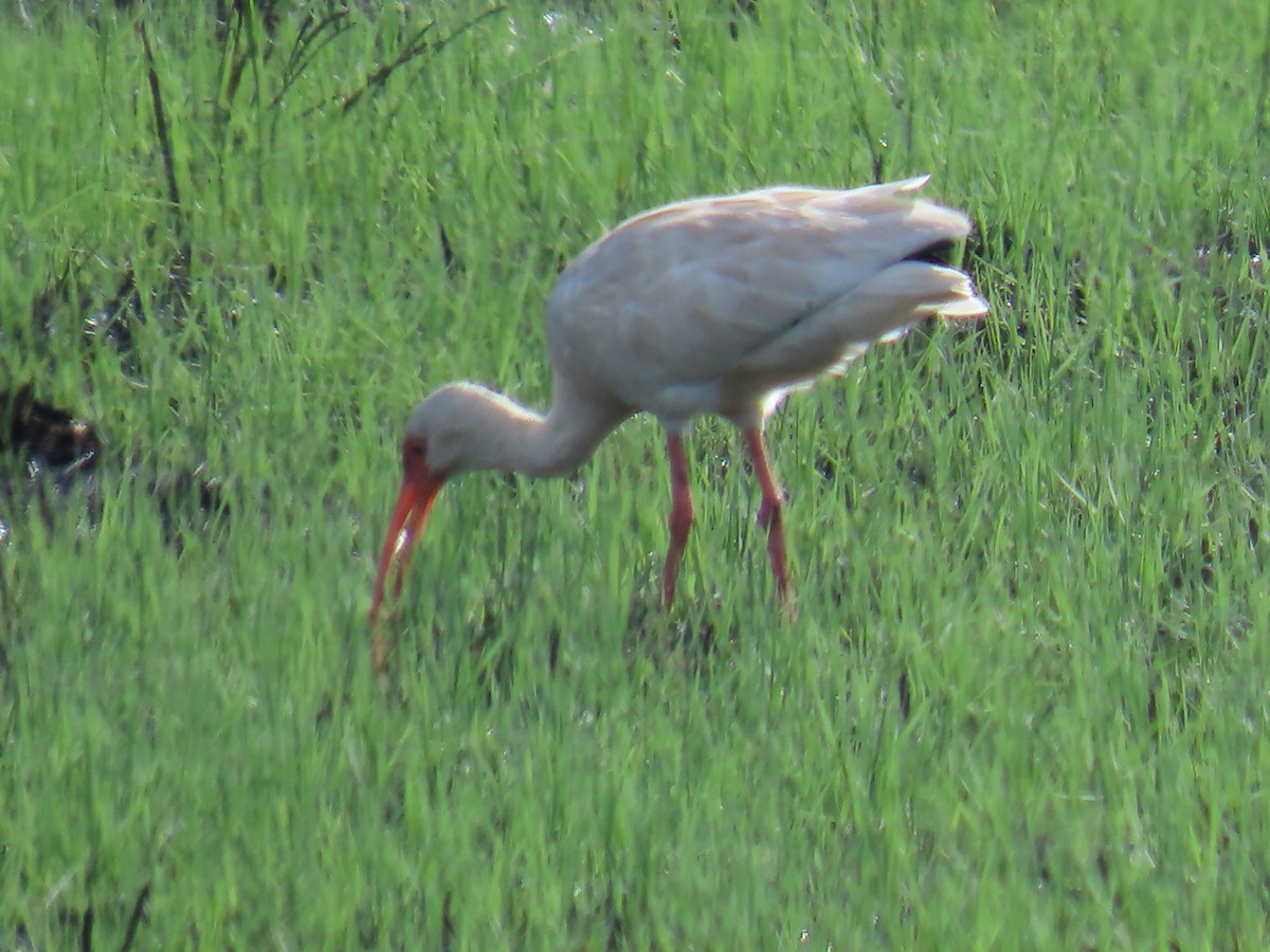 ibis bílý - ML611261415