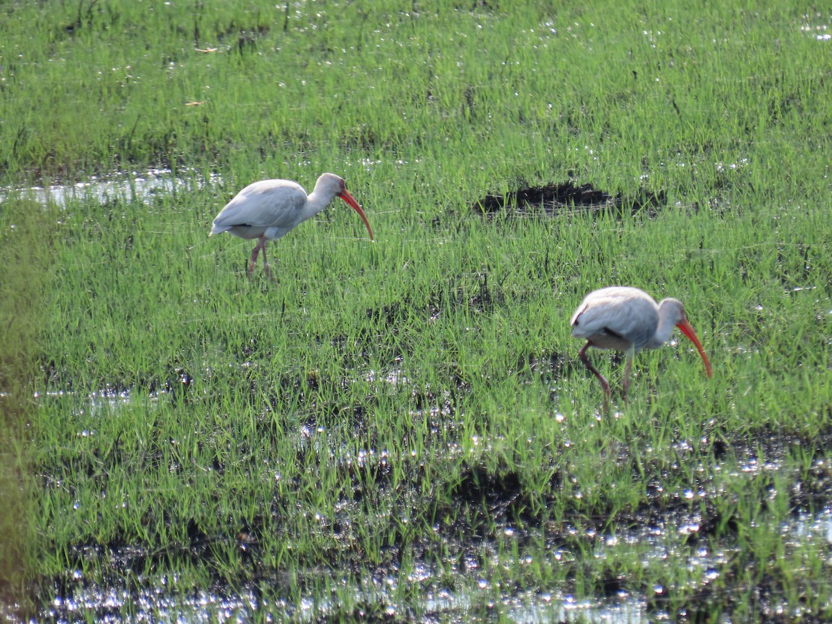 White Ibis - ML611261416