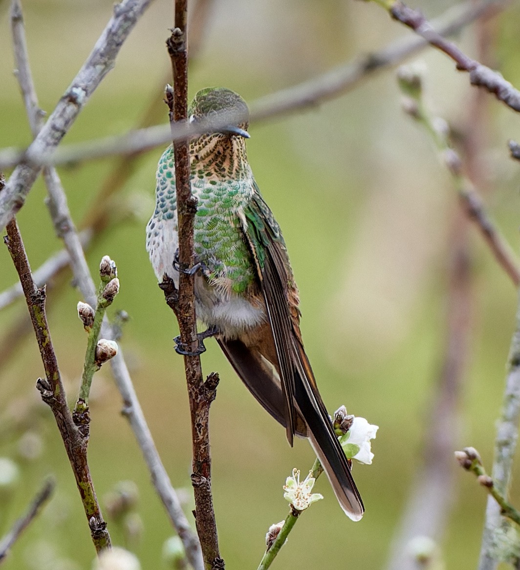 Colibrí Cometa - ML611261465