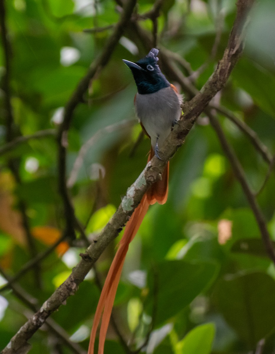 Indian Paradise-Flycatcher - ML611261517