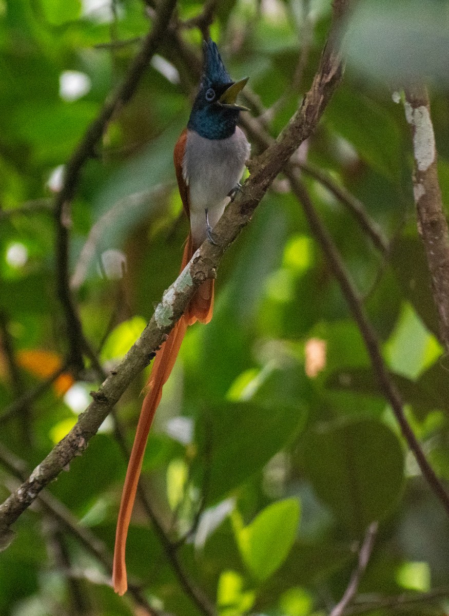 Indian Paradise-Flycatcher - ML611261518