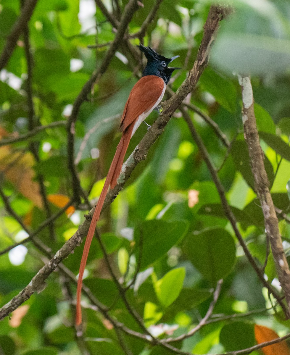 Indian Paradise-Flycatcher - ML611261519