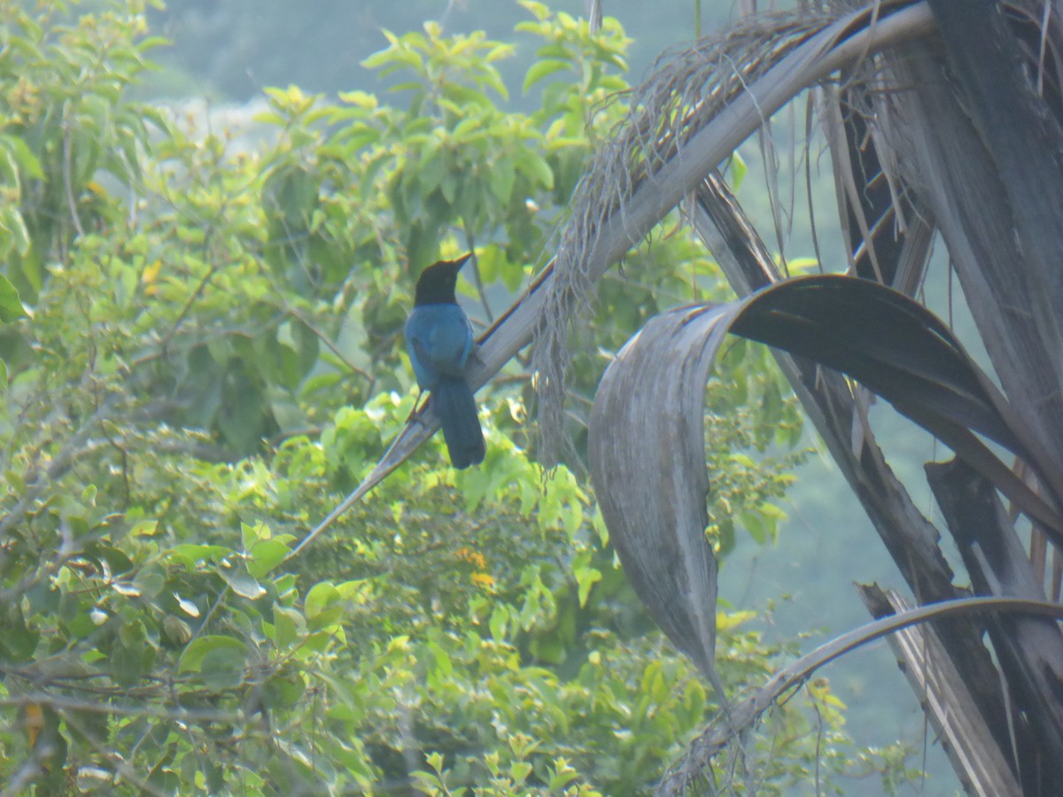 San Blas Jay - ML611261550