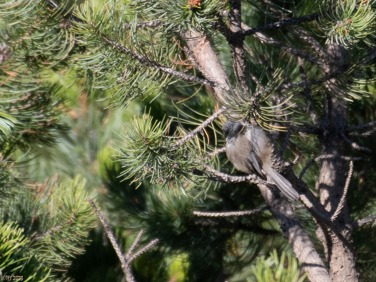 Bushtit (melanotis Group) - T I