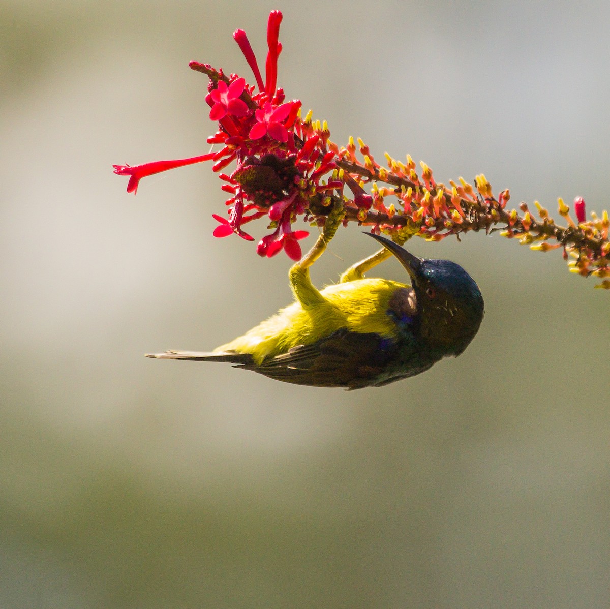 Brown-throated Sunbird - Rail Whisperer