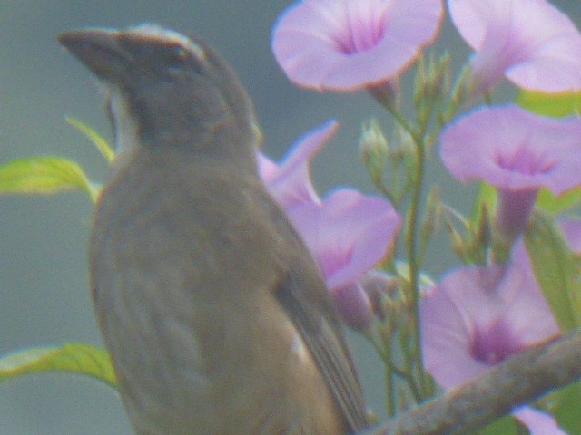 Kuzeyli Kurşuni Saltator - ML611261592