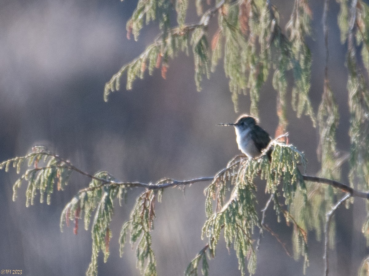 Broad-tailed Hummingbird - ML611261617