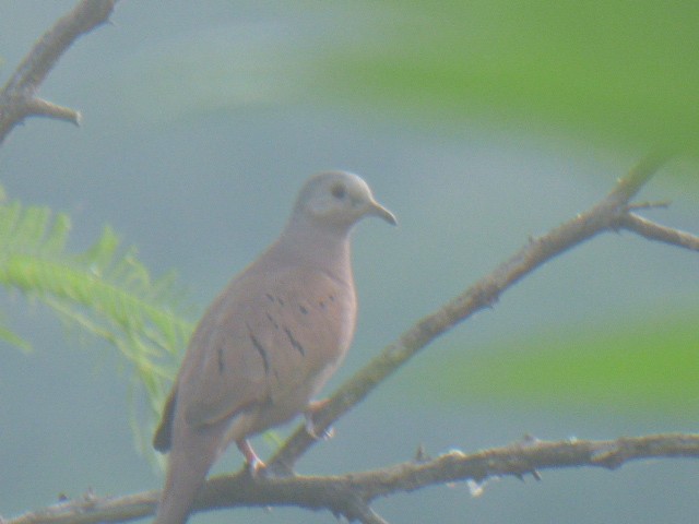 Ruddy Ground Dove - ML611261629