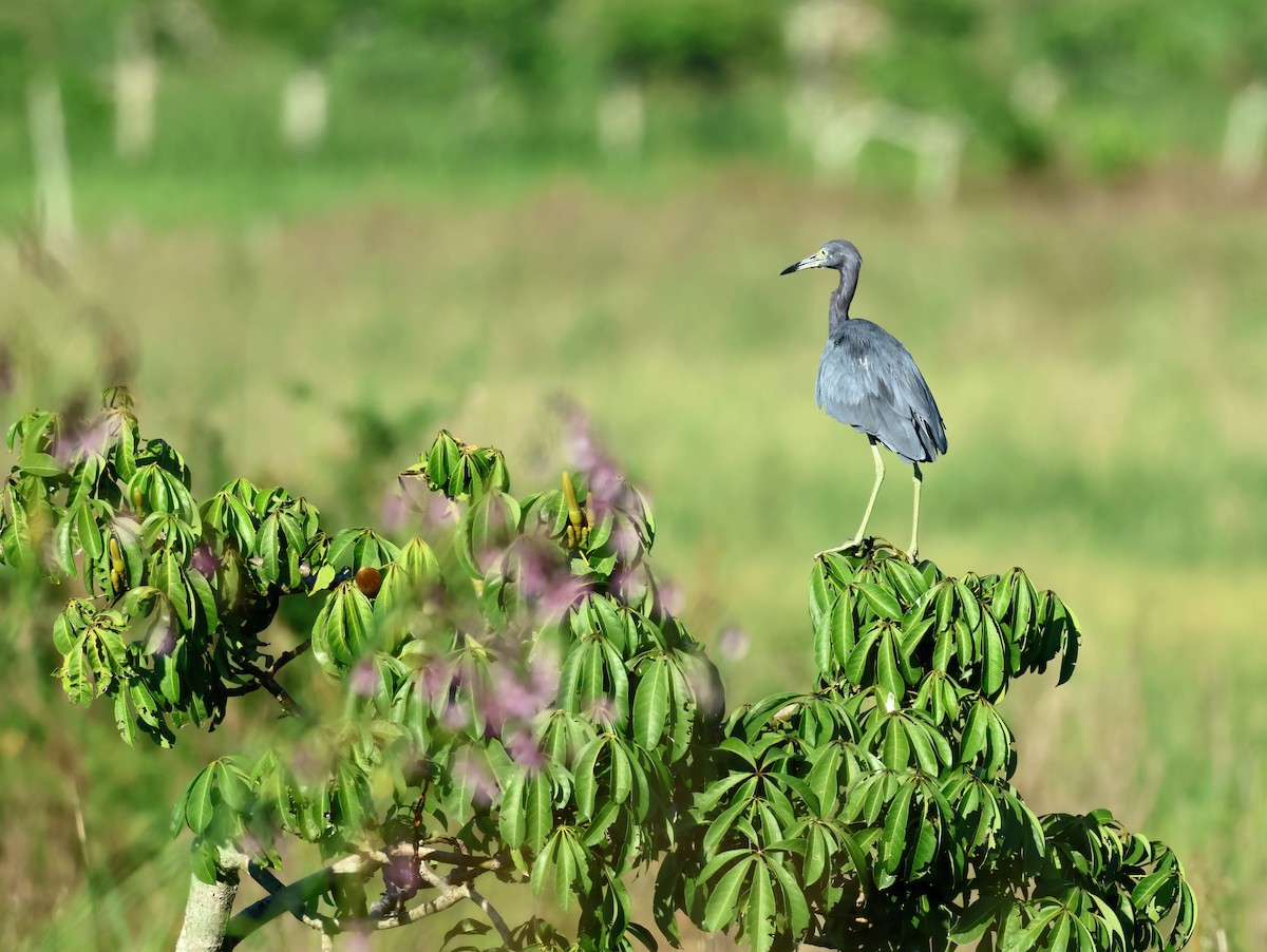 Little Blue Heron - Stephane Demers