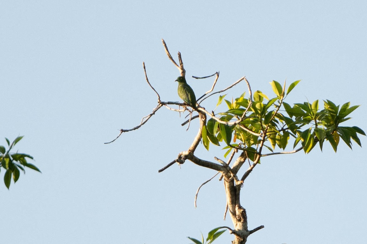 Dwarf Fruit-Dove - John Hiles