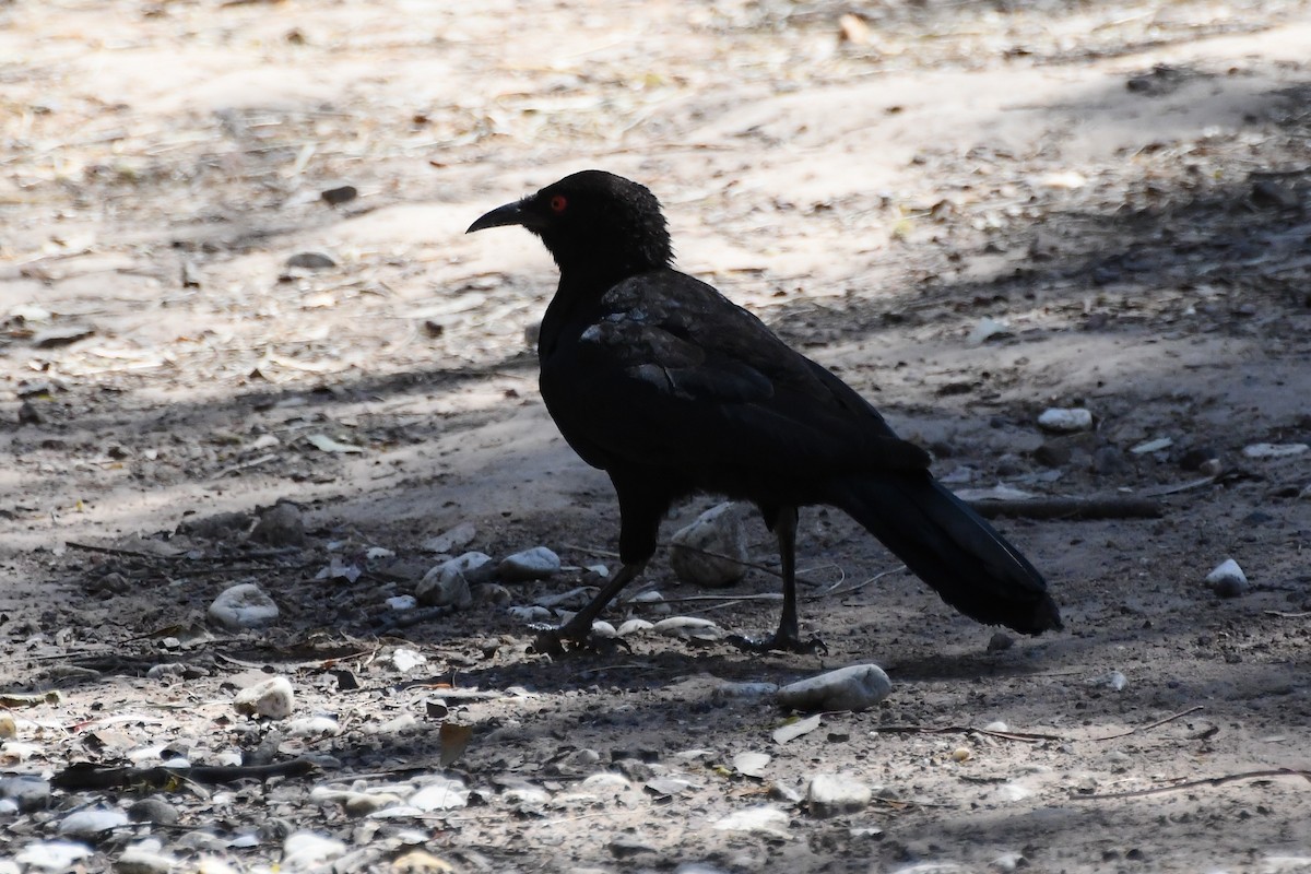 White-winged Chough - ML611261840