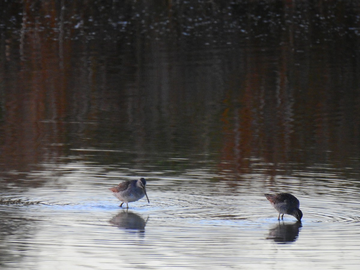 langnebbekkasinsnipe - ML611261846