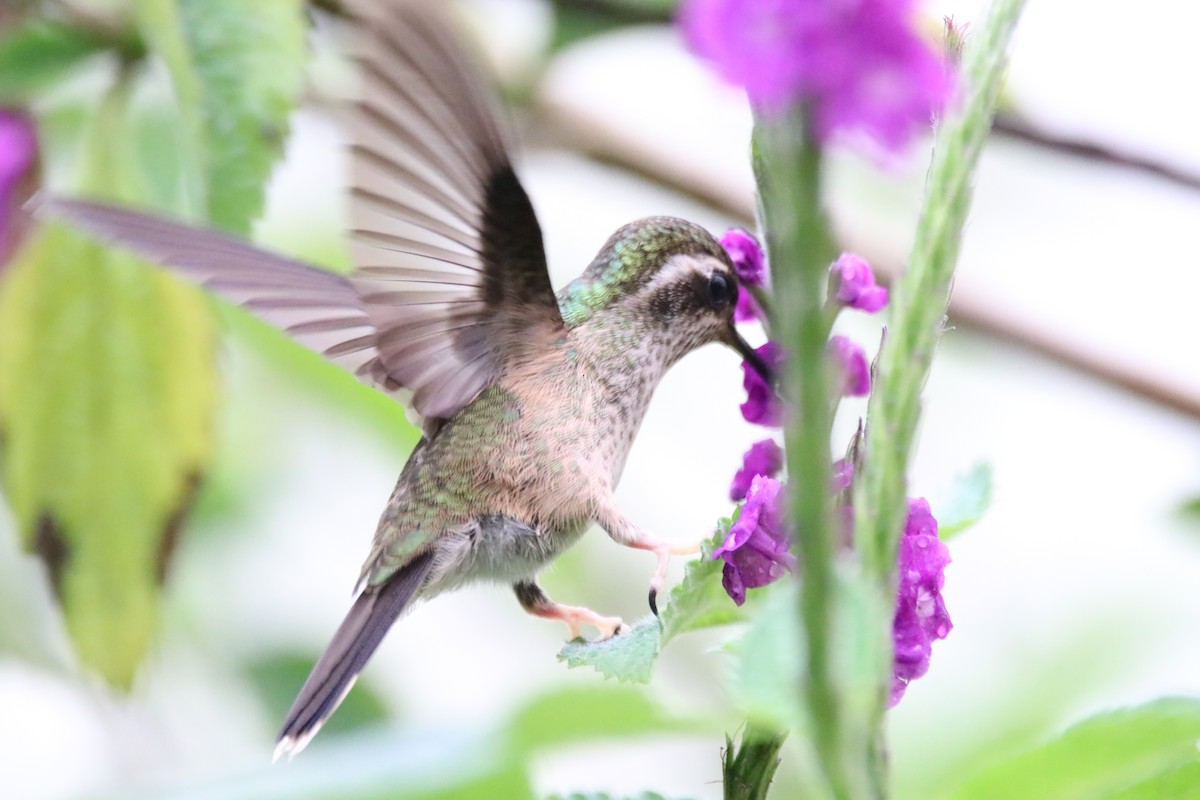 Speckled Hummingbird - Haydee Cabassi