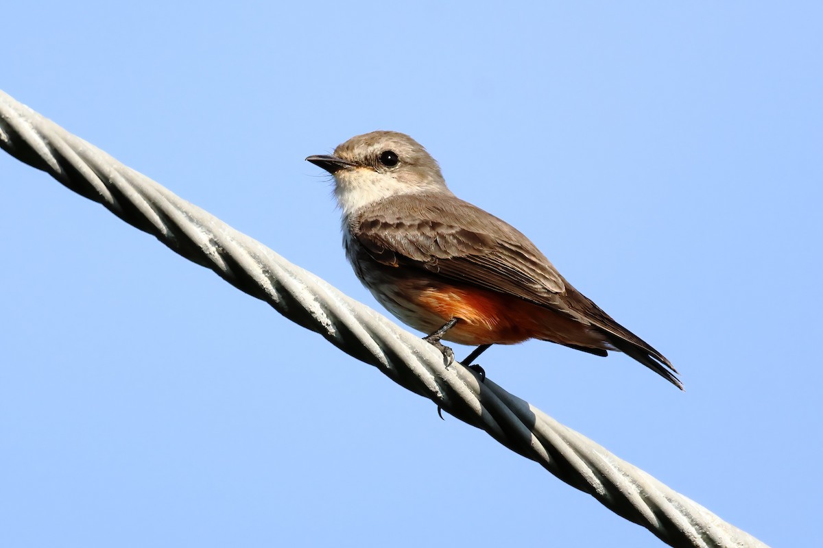 Vermilion Flycatcher - ML611262005