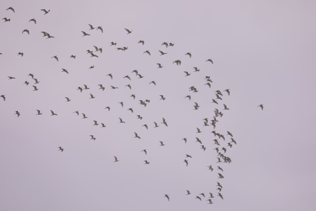 Western Cattle Egret - ML611262032