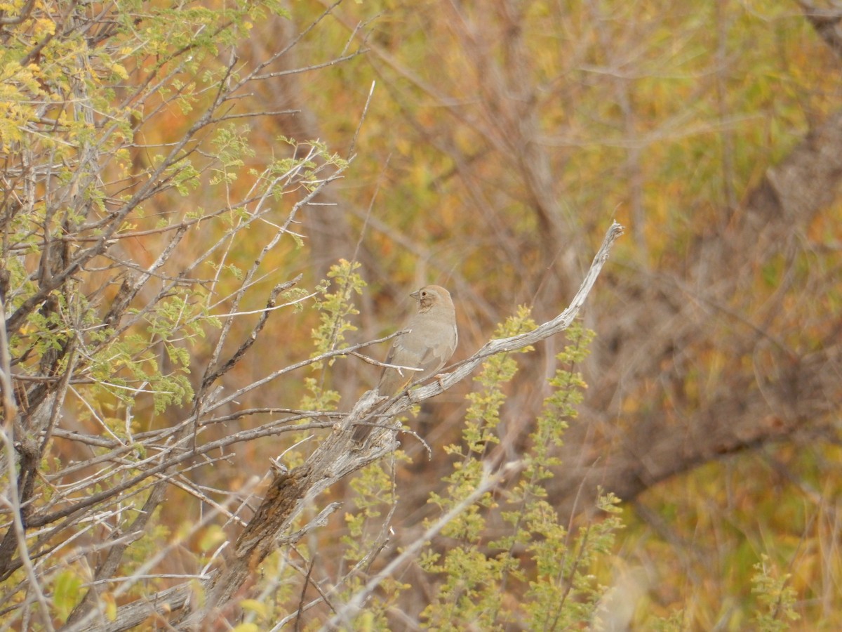 Canyon Towhee - ML611262033